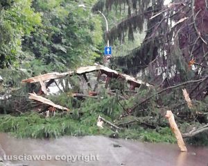 Albero abbattuto dal maltempo (foto di repertorio)