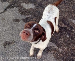 Cane trovato a Sant'Angelo di Roccalvecce