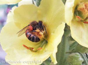 Ape bottinatrice di polline su verbasco