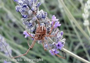 Farfalla e ragno su lavanda