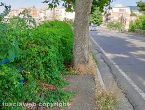 Viterbo - Il marciapiede di viale Fiume invaso dalle erbacce