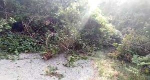Barbarano Romano - La pianta caduta sulla Barbaranese