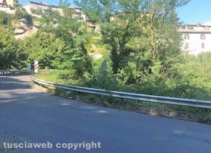 Viterbo - Vegetazione sulla strada di Costa Volpara