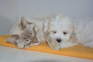 Un cane e un gatto