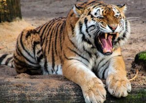 Una tigre