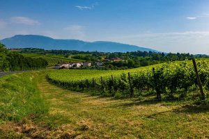 Le colline del Prosecco nel Trevigiano
