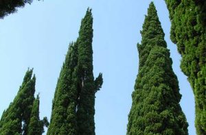 Cipressi