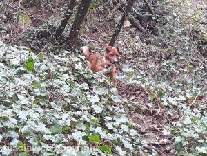 Ischia di Castro - Il cane Paolo