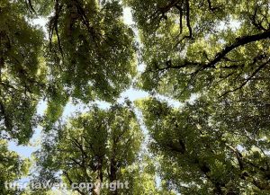 La Faggeta del monte Cimino