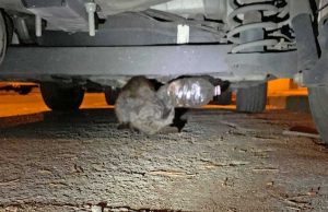 Verona - La gattina incastrata in una bottiglia