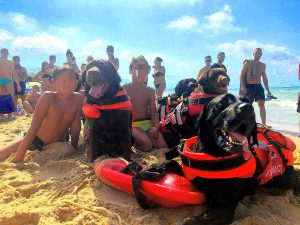 Trapani - I cani bagnino salvano tre bambini