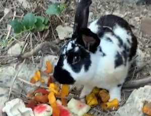 Ischia - Il coniglio lapidato