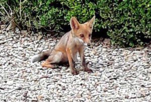 Roma - Le volpi a Villa Pamphilj