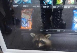Florida - L'orsetto lavatore incastrato in un distributore automatico