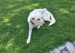 Cagnolina ritrovata a Paparano
