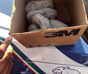 I cuccioli salvati dagli agenti di polizia della volante