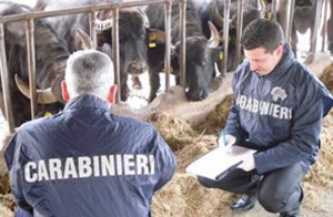 Controlli dei Nas in un'azienda agricola