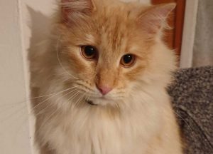 Wall-E, il micio smarrito