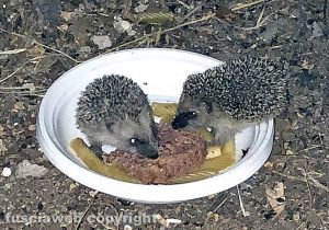 Capranica - Nidiata di ricci