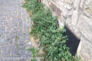 Viterbo - Erbacce tra le vie del centro