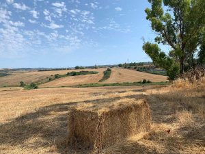Tarquinia