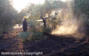 In fiamme oliveto - I volontari dell'Asvom