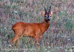 Una bella coppia di caprioli a Valentano