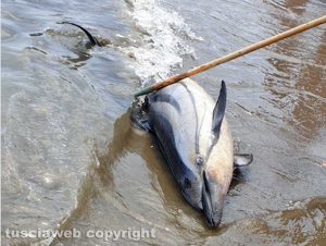 Orbetello - Delfino morto alla spiaggia della Feniglia