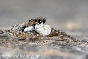 Un ragno - Foto di Pierluigi Manetti