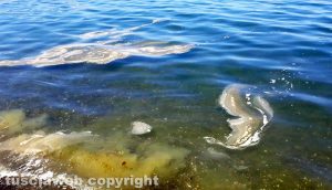 Capodimonte - L'acqua sporca nel lago di Bolsena
