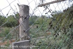Viterbo - Il cinghiale in strada Santissimo Salvatore