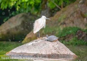 Capodimonte - Una garzetta al lago di Bolsena con una tartaruga