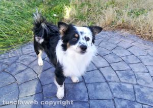 Animali - Il cane Mimmo