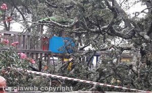 Vetralla - Albero caduto alla Villa