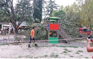 Vetralla - Crolla una quercia secolare alla Villa comunale Pietro Canonica