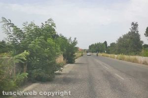 Monterosi - Alberi sulla corsia di sorpasso della Cassia bis
