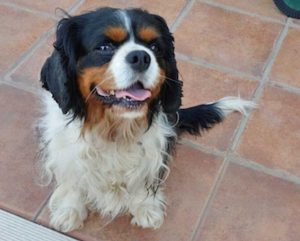 Trovato cavalier king