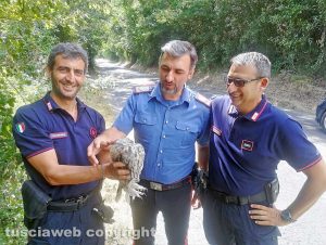 Gallese - Il salvataggio del gufo sulla Gallesana