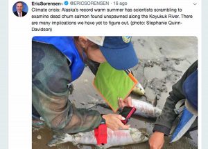 Alaska - La moria dei salmoni documentata da Eric Sorensen