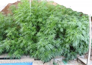 Piante di marijuana sequestrate nella Tuscia