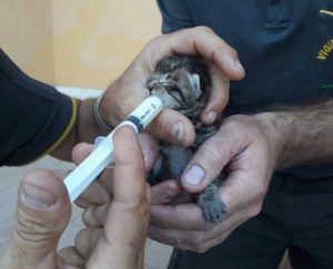 Civita Castellana - I gattini salvati dai vigili del fuoco