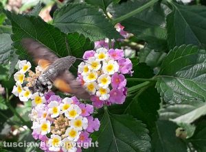 Viterbo - una sfinge colibrì su infiorescenza di lantana - Foto di Giampiero Ubertini