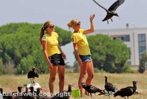 Orbetello - Gruppo di ibis eremita completa la migrazione dall'Austria - Foto di Alina Briciu