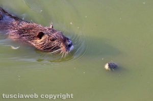 Tarquinia - Una nutria e una tartaruga - Foto di Alina Briciu