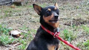 Cip, il pinscher abbandonato e lanciato da un'auto