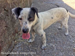 Animali - Cane ritrovato a Montefiascone