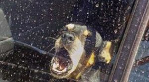 Viterbo - Cane lasciato in macchina - Il post di Lucio Matteucci su Facebook