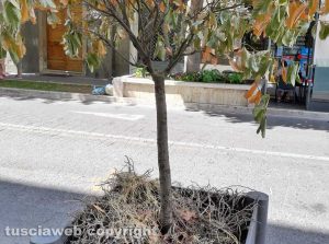 Viterbo - Via Marconi, albero in idrocultura