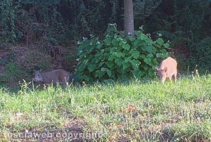 Viterbo - Cinghiali alla circonvallazione Almirante
