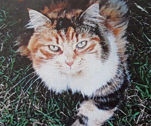 Gatta smarrita a Vetralla